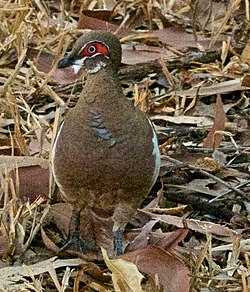 Partridge pigeon (cropped).jpg