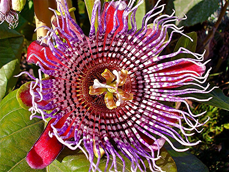 Ficheiro:Passiflora × decaisneana 2.JPG