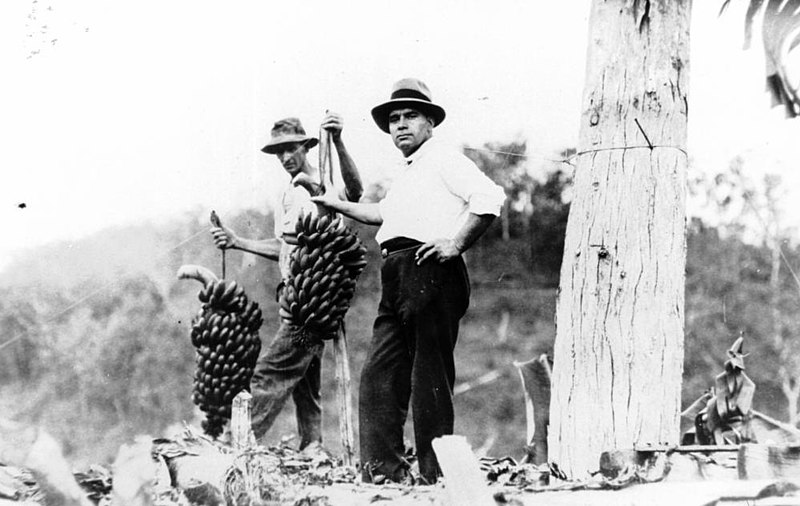 File:Patrick Minas in a banana plantation (7492070130).jpg