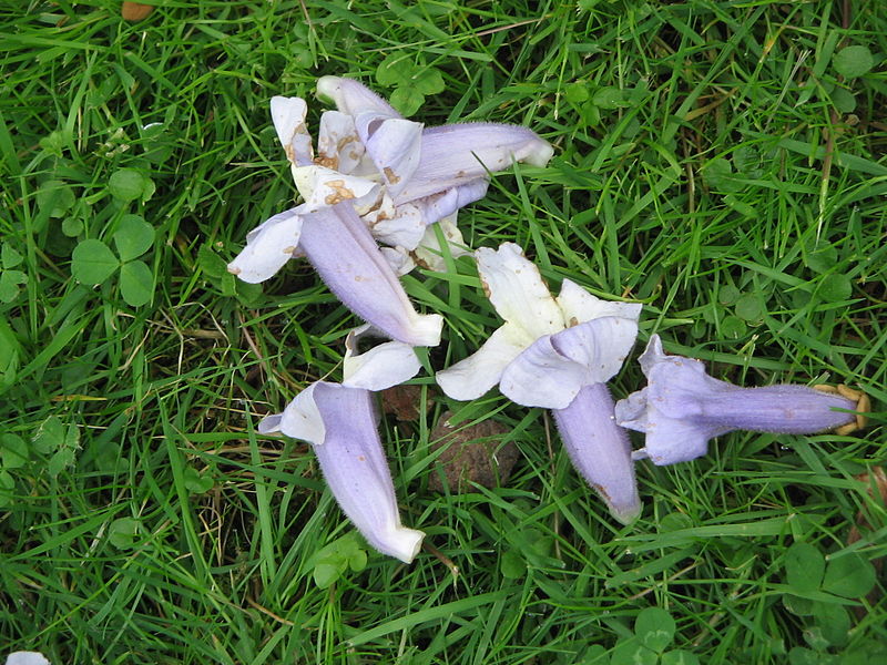 File:Paulownia fallen flowers2.jpg