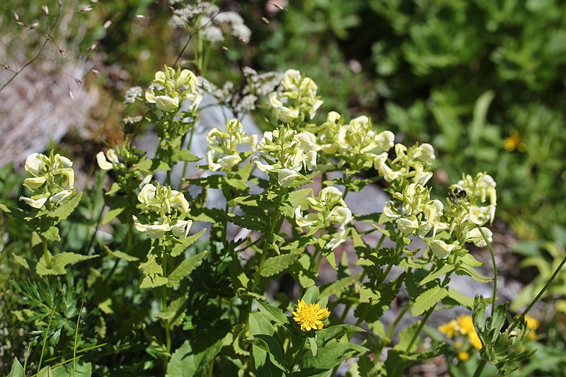 File:Pedicularis yezoensis (Mount Shirouma).JPG