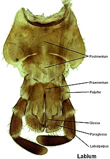 Les muscles adducteurs de la mandibule. - Evolution biologique