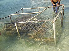 Fishing for Panulirus argus in Venezuela Pesca de Langosta con Nasa en Los Roques, Venezuela.jpg