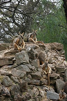 Yellow-footed rock wallabies atop rocky terrain at the zoo, the species which appears on the zoo's logo