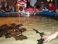 Petting station Newport Aquarium.jpg