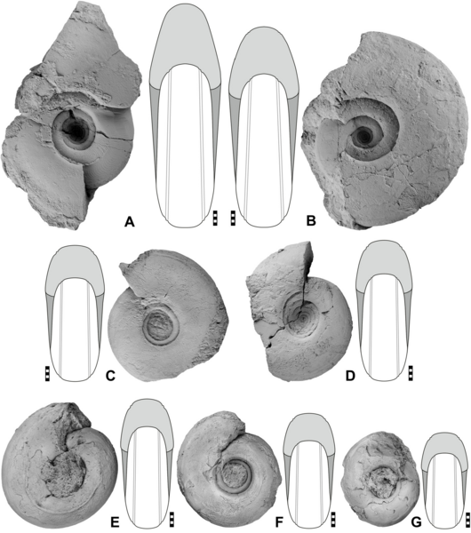 File:Pharciceras oberscheldense (10.5852-ejt.2021.771.1503) Figure 10.png