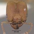 Pheidole diversipilosa casent0102874 head 1. jpg