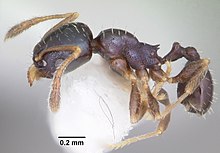 Pheidole metallescens casent0104412 профиль 1.jpg