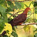 Philippine Cuckoo-Dove (Macropygia tenuirostris), Bangkong Kahoy valley, Luzon, Philippines (13736387065) (cropped).jpg