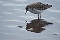 Winter; Martin Mere, Lancs, England