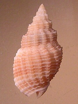 Phos cyanostoma