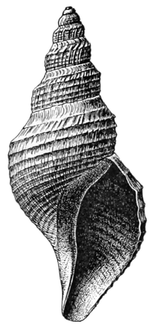 Coquille de Phymorhynchus castaneus.png
