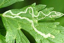 Ofionomio prodotto presumibilmente da una larva di Phytomyza.