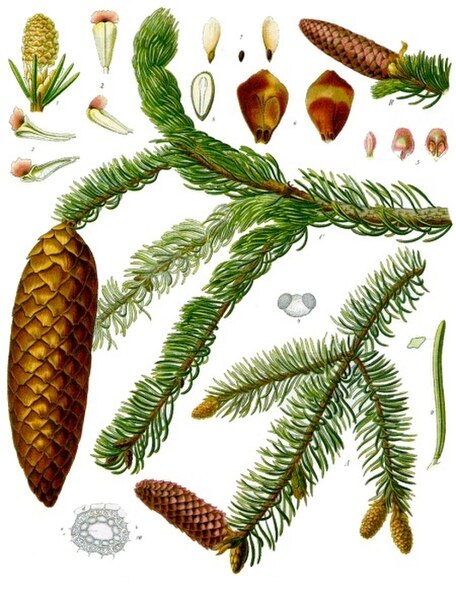 An 1885 illustration of P. abies, showing the cones and leaves.