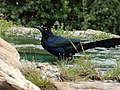 Male Long-Tailed Grackle Splashing His Feathers.