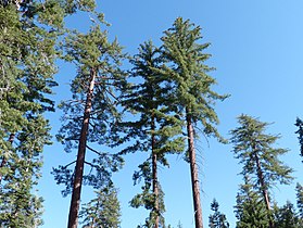 Old trees, Sequoia NP, California