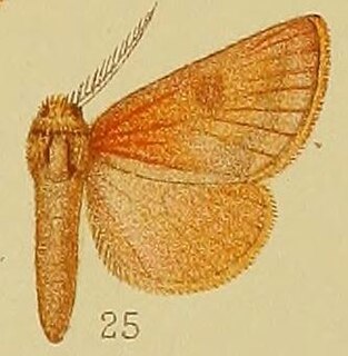 <i>Clostera</i> genus of insects