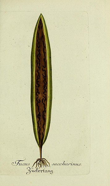 File:Plantarum indigenarum et exoticarum icones ad vivum coloratae, oder, Sammlung nach der Natur gemalter Abbildungen inn- und ausländlischer Pflanzen, für Liebhaber und Beflissene der Botanik (15902964678).jpg