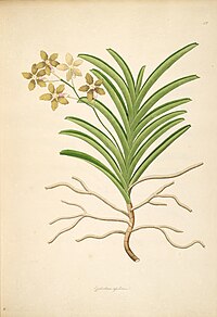 Vanda tessellata as syn: Epidendrum tessellatum vol. 1 plate 42 in: William Roxburgh: Plants of the coast of Coromandel (1795)