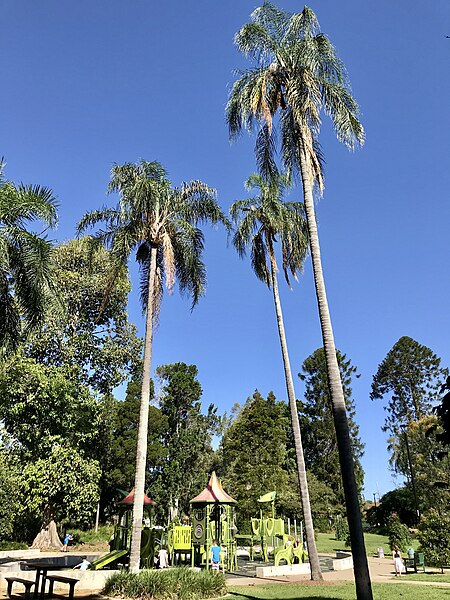 File:Playground in City Botanic Gardens, Brisbane, Queensland 01.jpg