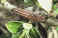 Chenille et fourmis