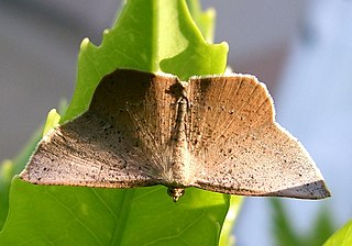 <i>Plesiomorpha</i> Genus of moths