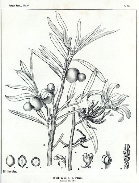 Podocarpus elatus00.jpg