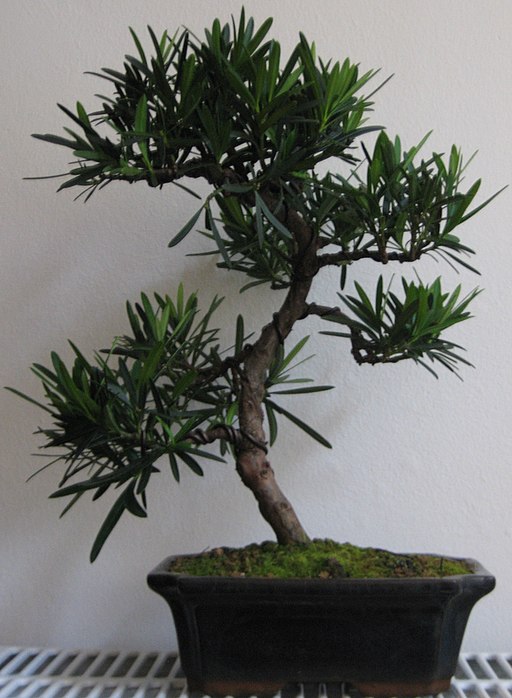 Podocarpus macrophyllus bonsai