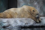 Oso Polar en el Zoo de Toledo.jpg