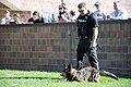 Lenexa Police Open House, patrol dog demonstration