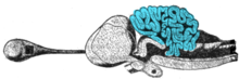 Cross-section of the brain of a porbeagle shark with the cerebellum highlighted Porbeagle shark brain.png