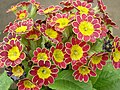 Primula 'Gold Lace'