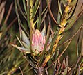 Миниатюра для Protea odorata