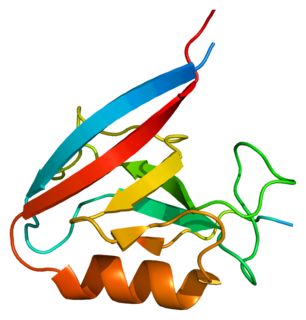 <span class="mw-page-title-main">Erbin (protein)</span> Protein found in humans