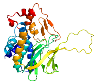 <span class="mw-page-title-main">N-acetyltransferase 1</span> Protein-coding gene in the species Homo sapiens