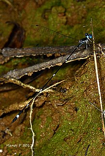 <i>Protosticta hearseyi</i> Species of damselfly