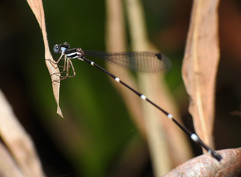 File:Protosticta mortoni female.jpg