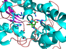 Citrate is structurally similar to the substrate 3-phosphoglycerate. The citrate molecule is shown in green. The suspected catalytically essential histidine residue involved in forming the phosphohistidine complex is directly to the left of the bound citrate molecule. Proximal Residues Bound To Citrate in Active Site of PGM.png