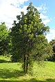 Matai (Prumnopitys taxifolia)