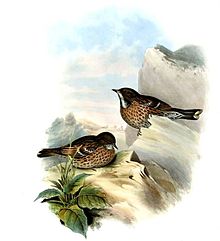 Prunella himalayana by John Gould.jpg