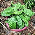 Psychotria viridis