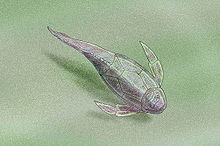 Artistic reconstruction of Pterichthyodes Pterichthyodes milleri.jpg