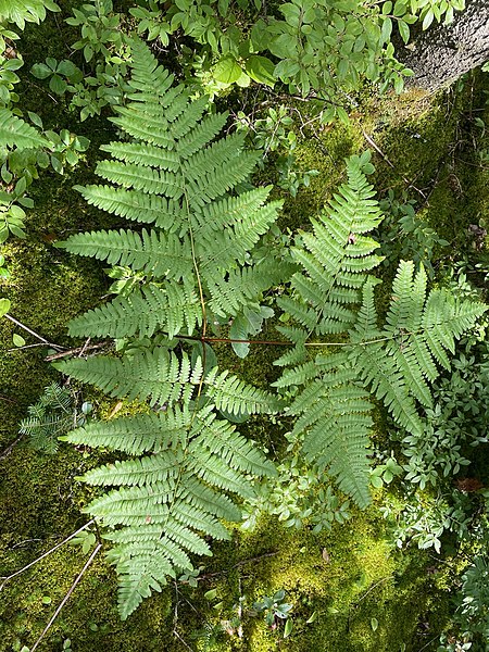 File:Pteridium aquilinum 176152491.jpg