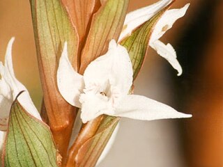 <i>Pteroglossa</i> Genus of flowering plants