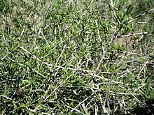 Pteropyrum olivieri iran.jpg