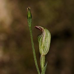 Pterostylis ventricosa.jpg