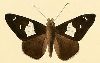 <i>Pteroteinon caenira</i> Species of butterfly