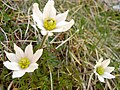 Pulsatilla alpina (Picos de Europa)