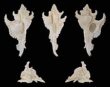 Purpurellus gambiensis (Gambia Murex), shell