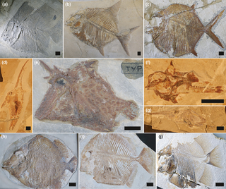 <span class="mw-page-title-main">Pycnodontiformes</span> Extinct order of fishes